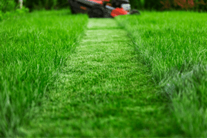 line | sight | Stripes | clean | border | mow |lawn