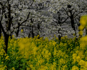 Spring Garden