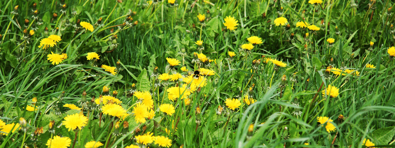Spring Lawn Care