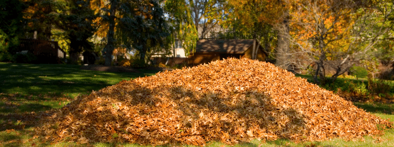 Clear Leaves Yard