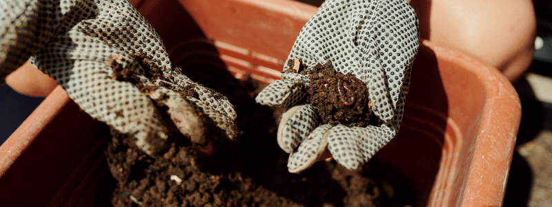 Fertilize Lawn Spring