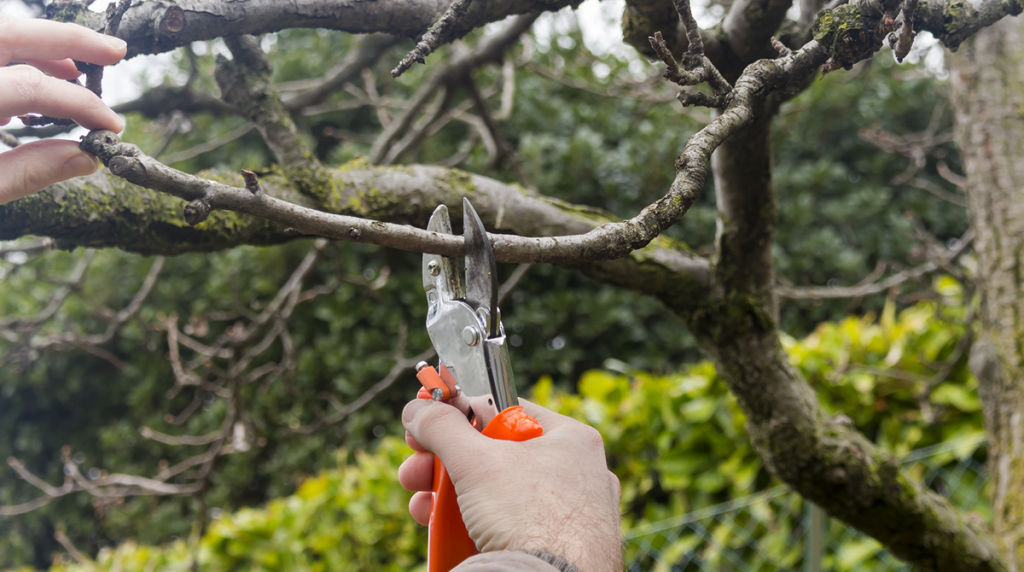 Landscape's Guide to Winter Tree Inspection, Pruning, and Trimming Trees RDK Landscaping buffalo ny