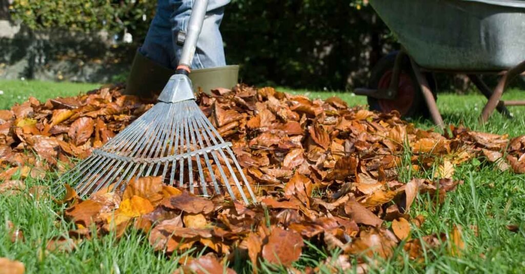 lawn maintenance in fall