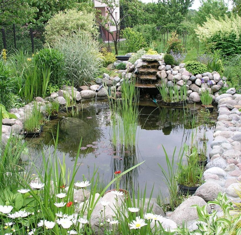 1200px-Garden_pond_1