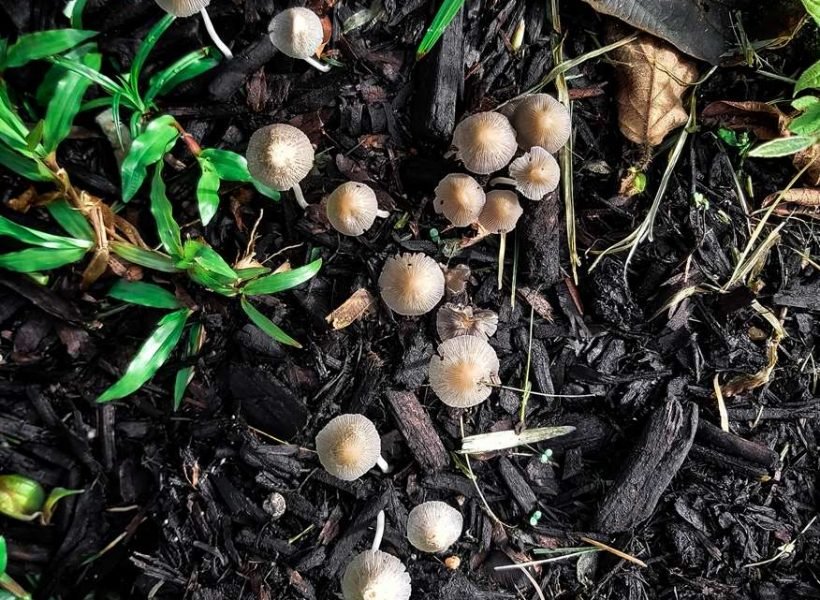 14-fungi-growth-on-mulches-and-green-grass-after-t-2021-09-09-17-45-44-utc