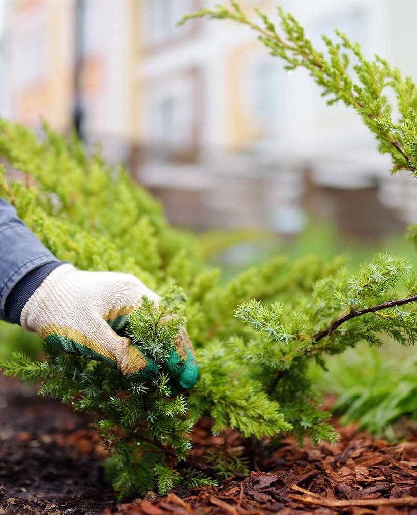 gardener-mulching-with-pine-bark-juniper-plants-in-2021-09-03-02-53-28-utc