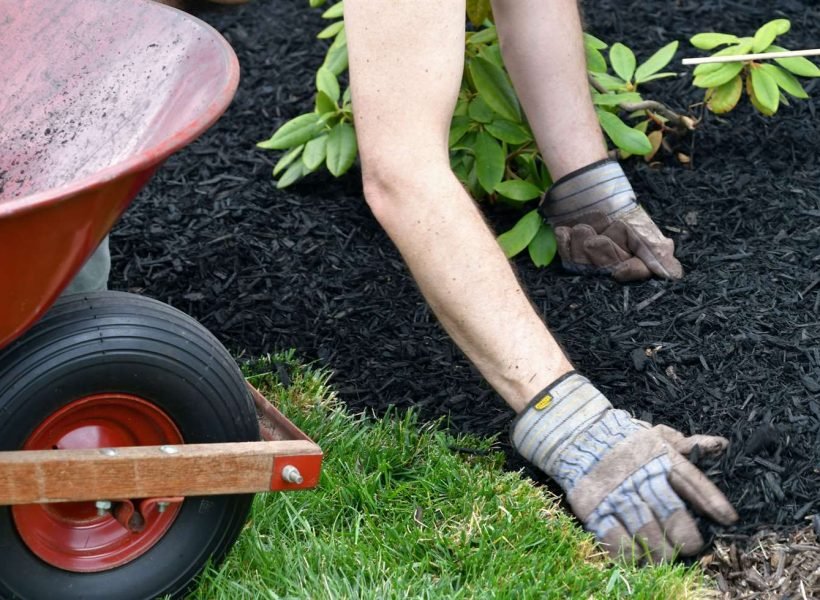 man-doing-yard-work-chores-by-spreading-mulch-arou-2021-09-01-17-50-45-utc