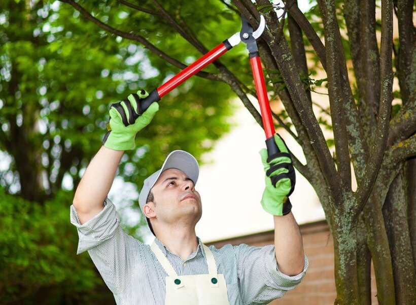 tree service